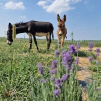 Chicche_di_lavanda (1)