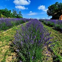 Chicche_di_lavanda (10)