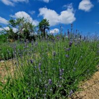 Chicche_di_lavanda (12)