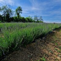 Chicche_di_lavanda (13)