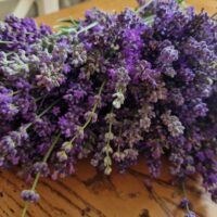 Chicche_di_lavanda (2)