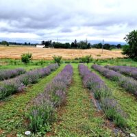 Chicche_di_lavanda (5)